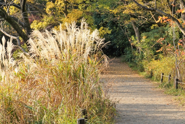 Tokyo – Garden Art Museum & Nature Education Garden Wellness Tour (Oct. 18, 2025) – Guided Tour in English