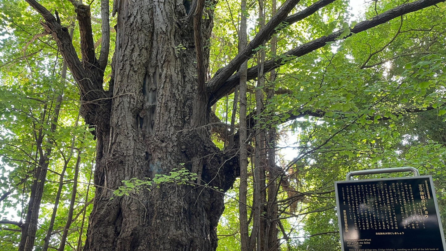 Tokyo – Oji Wellness Tour: Asukayama Park & Oji Shrine (Oct. 2, 2025) – Guided Tour in English