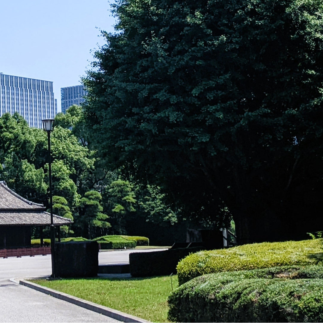 【2026 Autumn🍁】Urban Forest Calm: A Wellness Experience at the Imperial Palace East Gardens, Tokyo (Nov. 15, 2026)