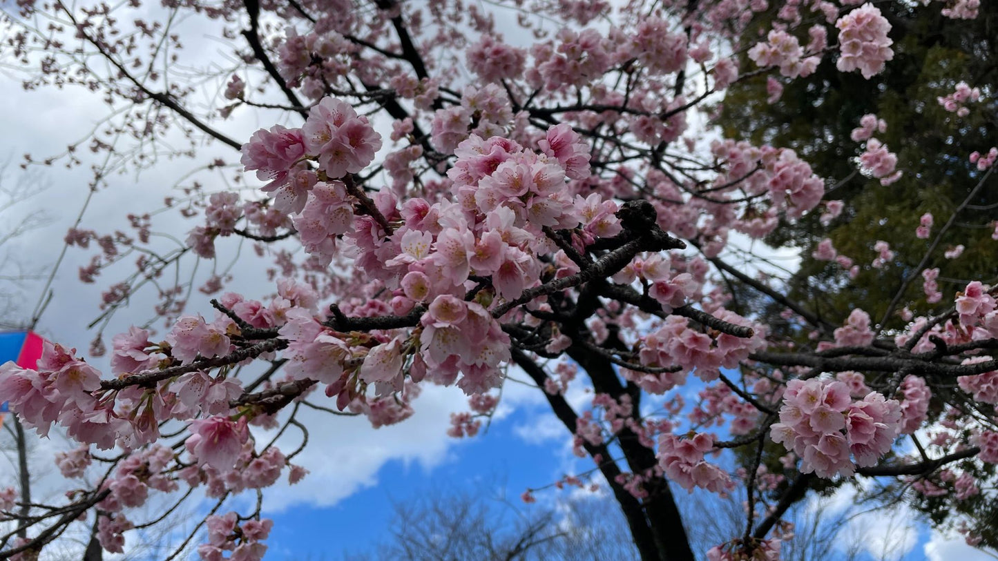 【2026Spring🌸】Tokyo – Oji Wellness Tour: Oji Shrine & Asukayama Park (Apr. 2, 2025) – Guided Tour in English