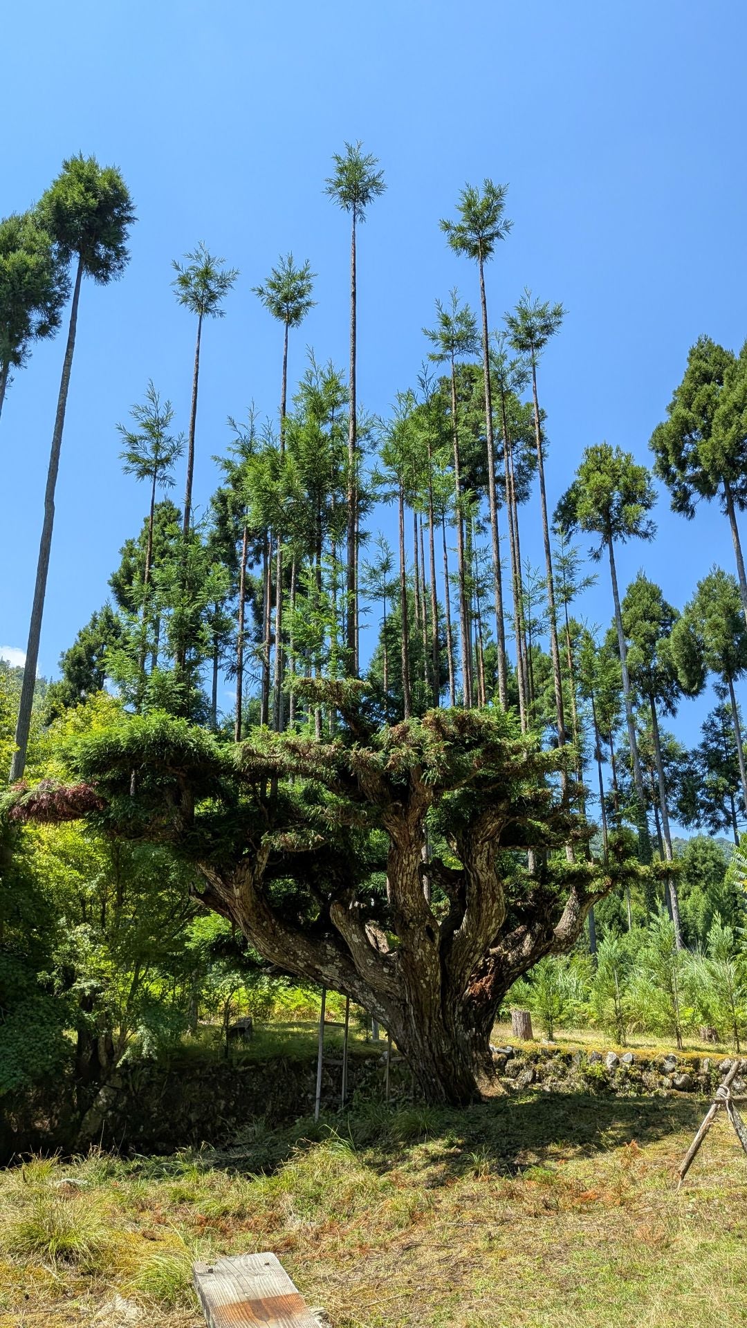 【Expo Special Tour】Keihoku :Village Walk & Forest Bathing in Kitayama Cedar Country (Oct. 25, 2025) – Guided Tour (in English)