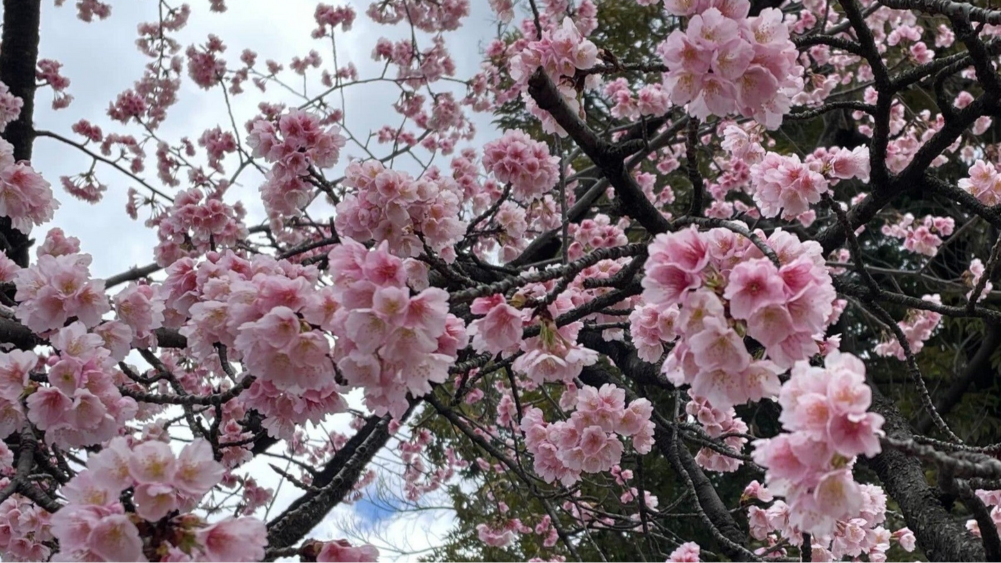 【2026Spring🌸】Hidden Tokyo: A Wellness Experience Through Water, Spirit, and Local Life(Jun 11, 2026)