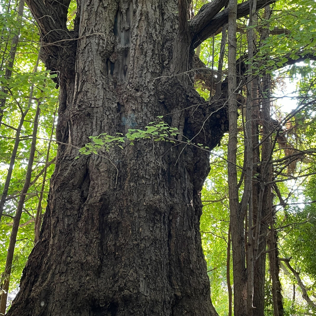 oji, Tokyo