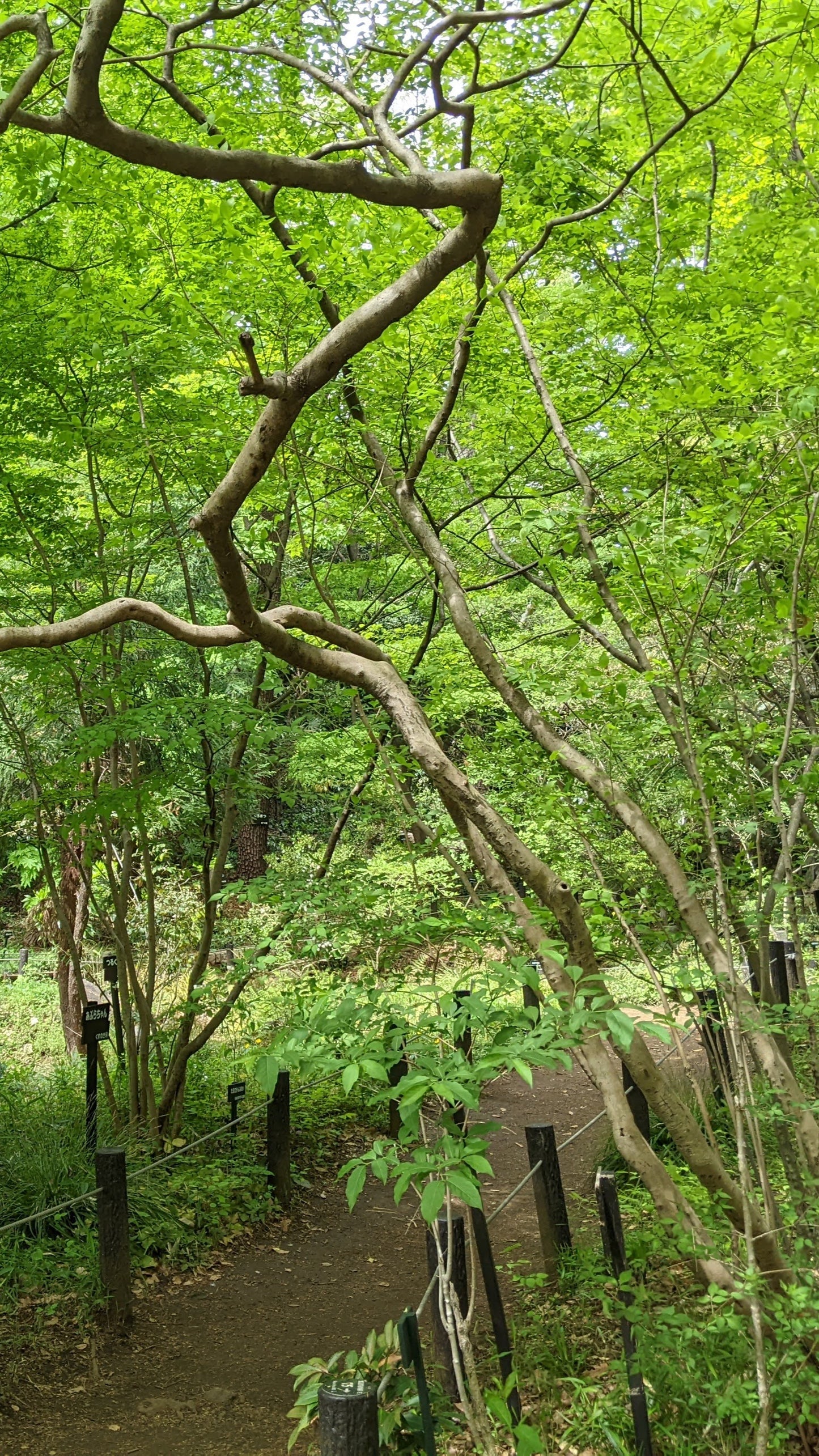 Tokyo – Garden Art Museum & Nature Education Garden Wellness Tour (Oct. 18, 2025) – Guided Tour in English