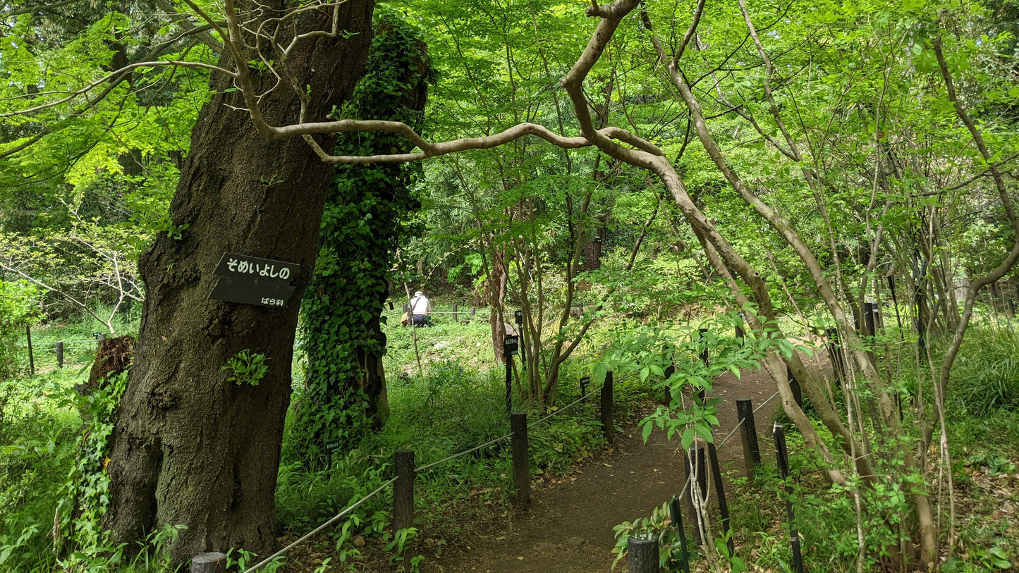 Tokyo – Garden Art Museum & Nature Education Garden Wellness Tour (Oct. 18, 2025) – Guided Tour in English