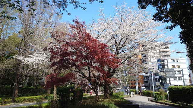 【2026Spring🌸】Tokyo – Garden Art Museum & Nature Education Garden Wellness Tour (Apr. 4, 2026) – Guided Tour in English