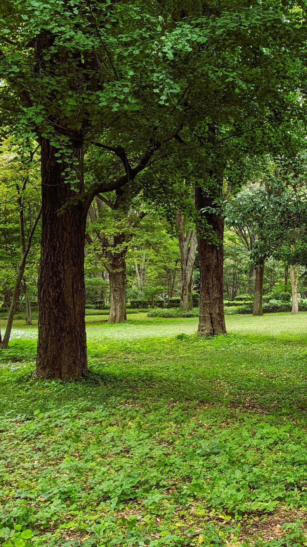 Kitanomaru Park