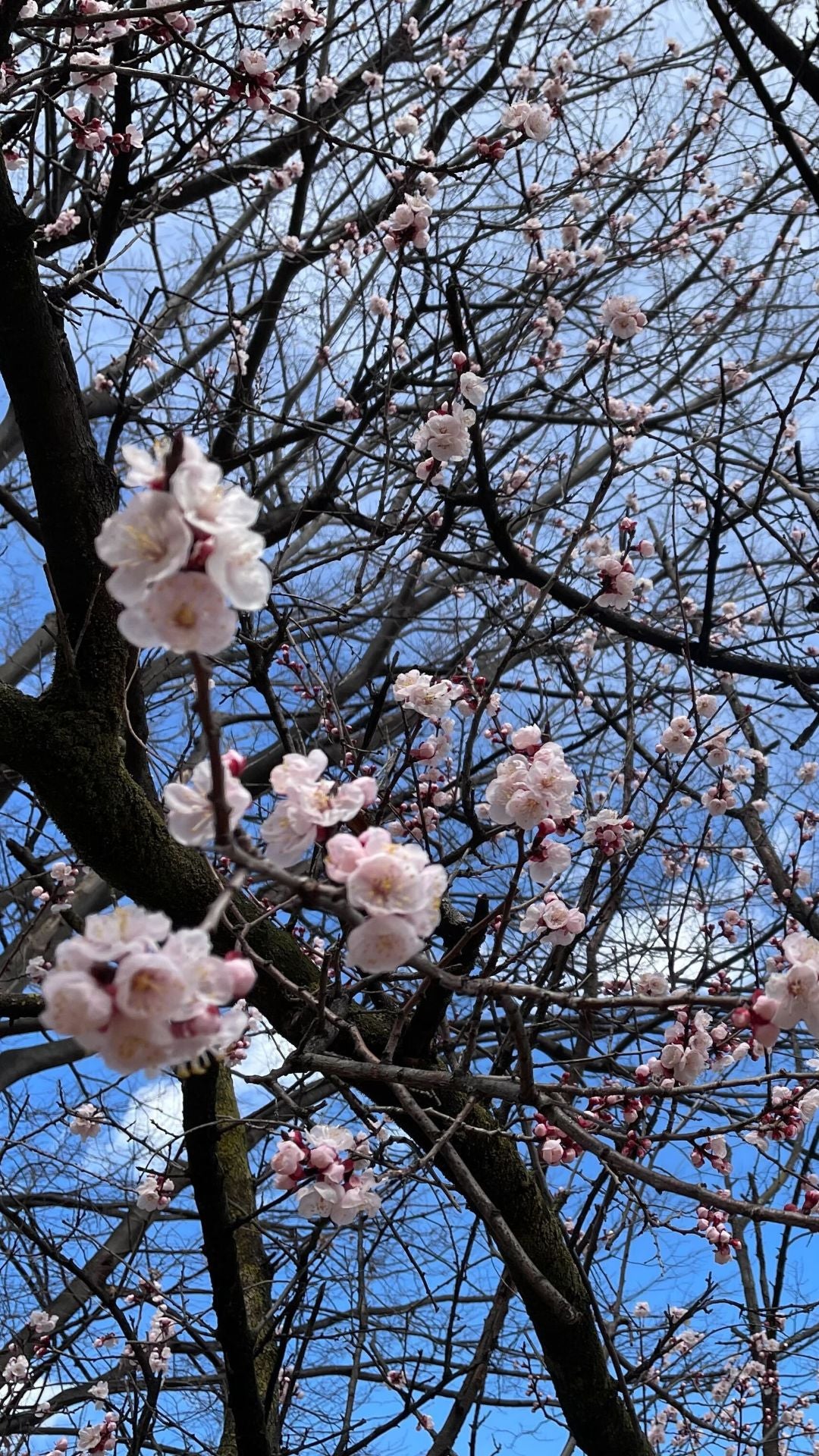 【2026Spring🌸】Tokyo – Oji Wellness Tour: Oji Shrine & Asukayama Park（April 9, 2026)  – Guided Tour in English