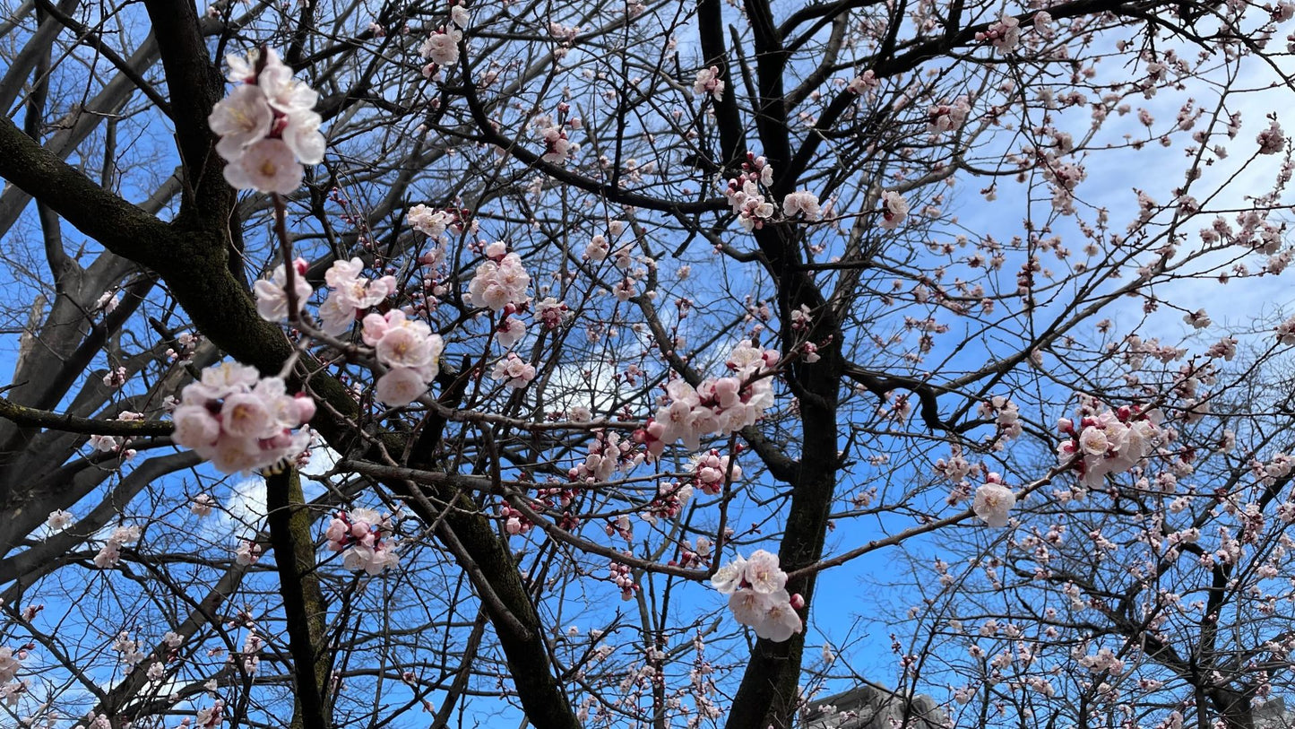 【2026Spring🌸】Tokyo – Oji Wellness Tour: Oji Shrine & Asukayama Park  (Mar. 26, 2025) – Guided Tour in English