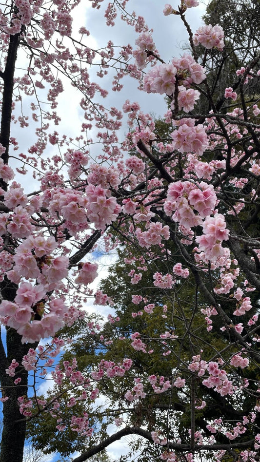 【2026Spring🌸】Tokyo – Oji Wellness Tour: Oji Shrine & Asukayama Park  (Apr. 2, 2025) – Guided Tour in English