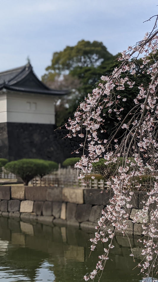 【2026Spring🌸】Tokyo Imperial Palace Higashi Gyoen, Wellness Tour – Walk and Relax (Mar. 7, 2026) – Guided Tour in English