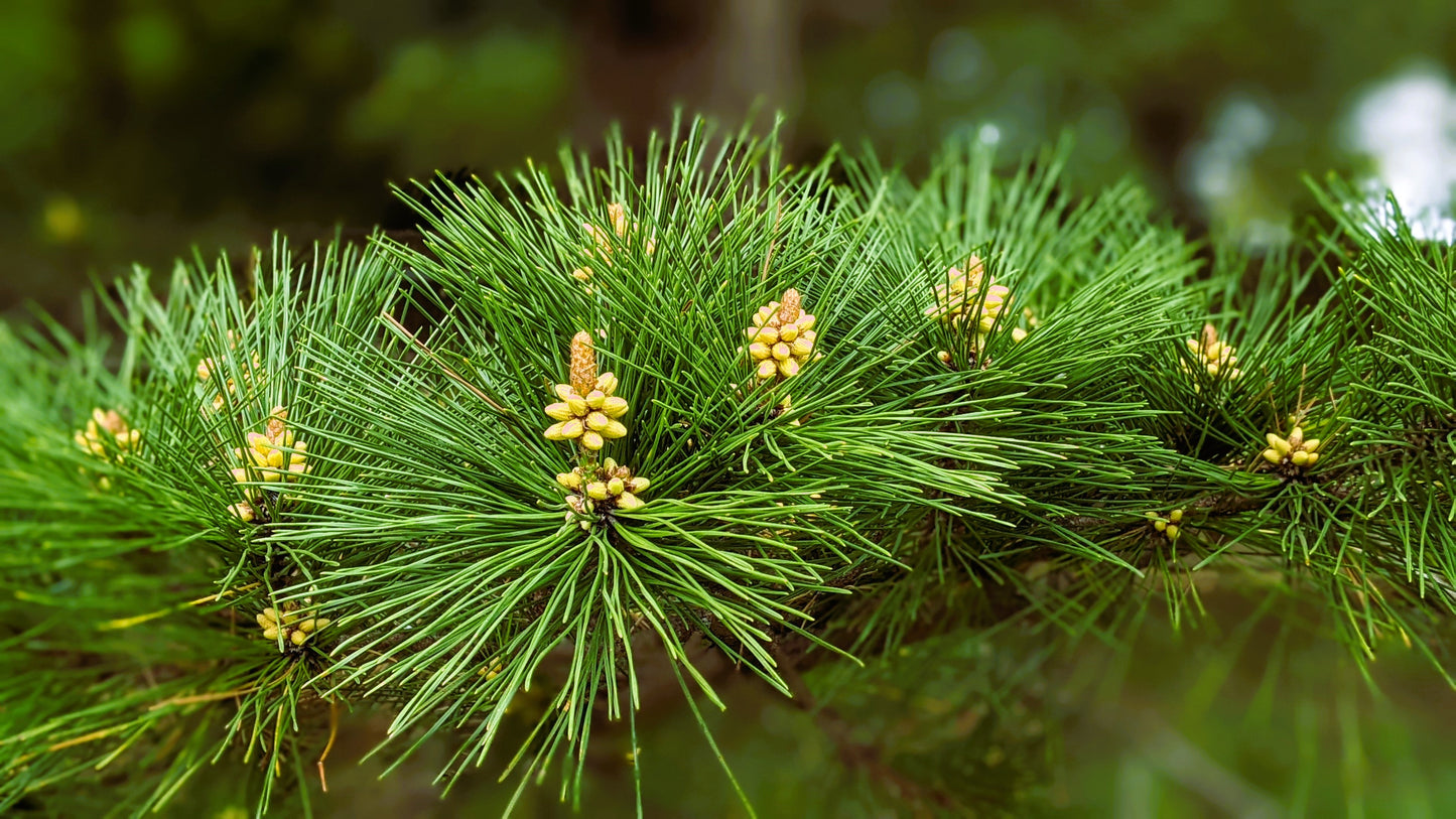 【2026Spring🌸】Tokyo Imperial Palace Higashi Gyoen, Wellness Tour with Lunch – Walk and Relax (Mar. 8, 2026) – Guided Tour in English
