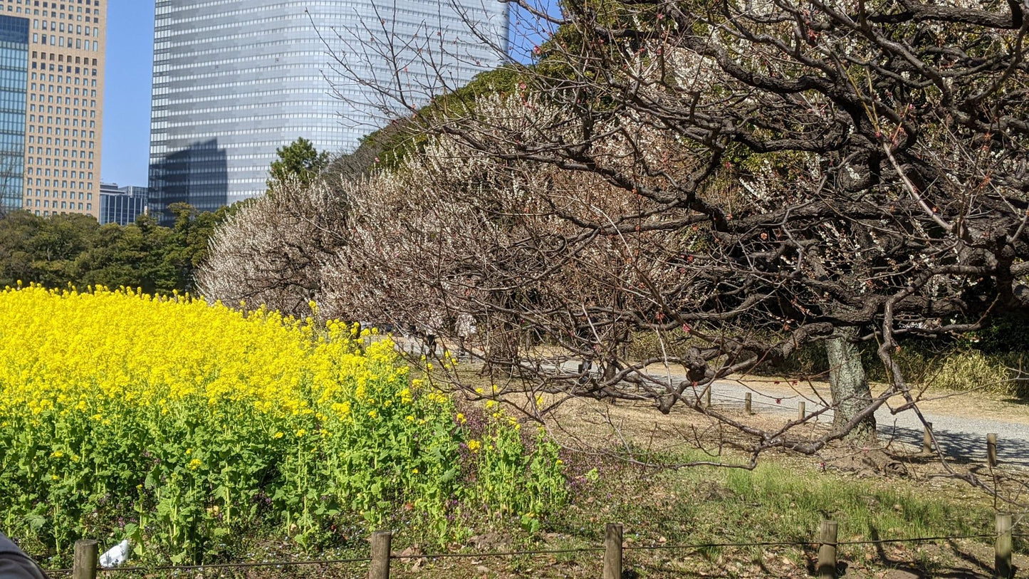 【2026Spring🌸】Tokyo‐ Tsukiji & Hamarikyu, Gardens Wellness Tour with Lunch– Walk and Relax (Mar. 8, 2026) – Guided Tour in English