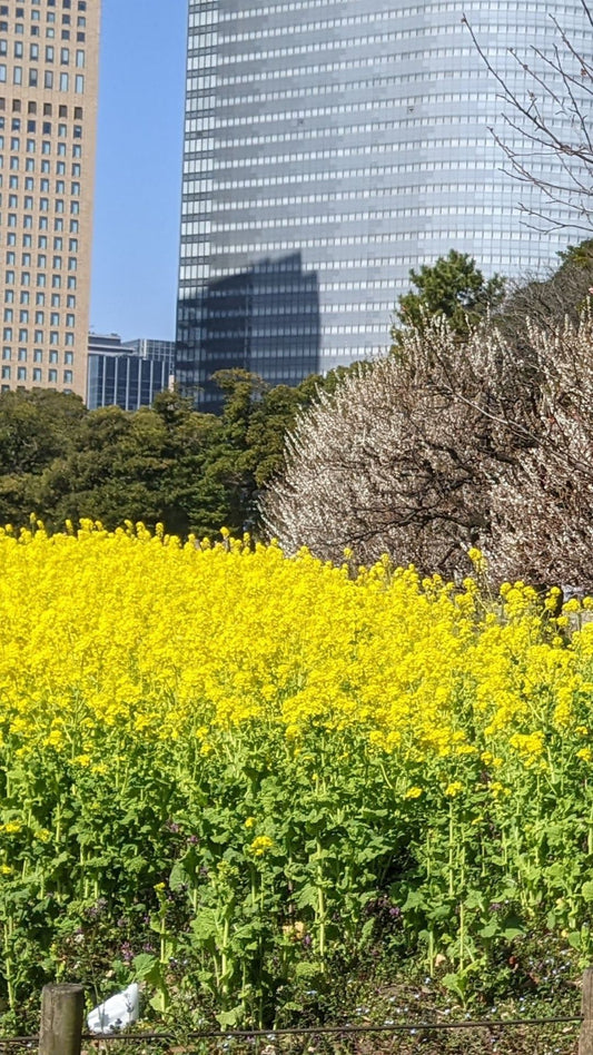 【2026Spring🌸】Tokyo‐ Tsukiji & Hamarikyu, Gardens Wellness Tour – Walk and Relax (Mar. 7, 2026) – Guided Tour in English