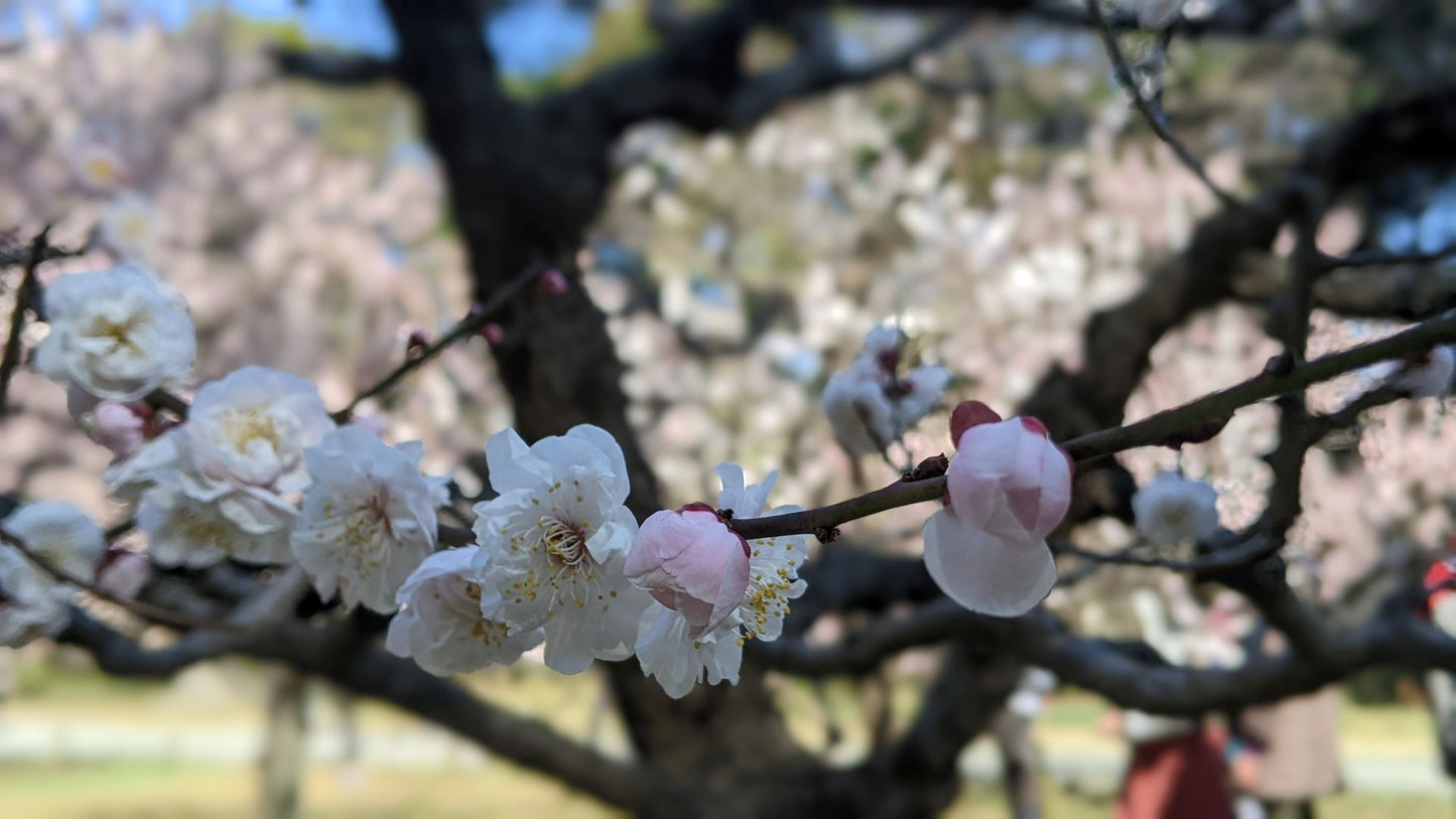 【2026Spring🌸】Tokyo‐ Tsukiji & Hamarikyu, Gardens Wellness Tour with Lunch– Walk and Relax (Mar. 7, 2026) – Guided Tour in English