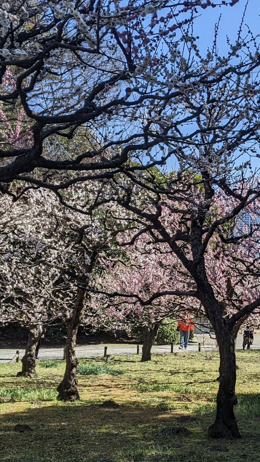 【2026Spring🌸】Tokyo‐ Tsukiji & Hamarikyu, Gardens Wellness Tour– Walk and Relax (Mar. 8, 2026) – Guided Tour in English