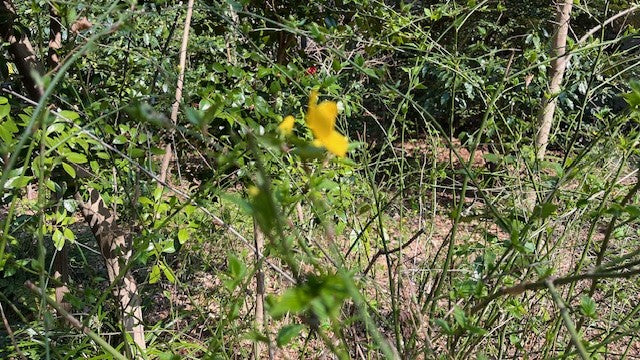 【2026Spring🌸】Tokyo – Garden Art Museum & Nature Education Garden Wellness Tour (Mar. 21, 2026) – Guided Tour in English