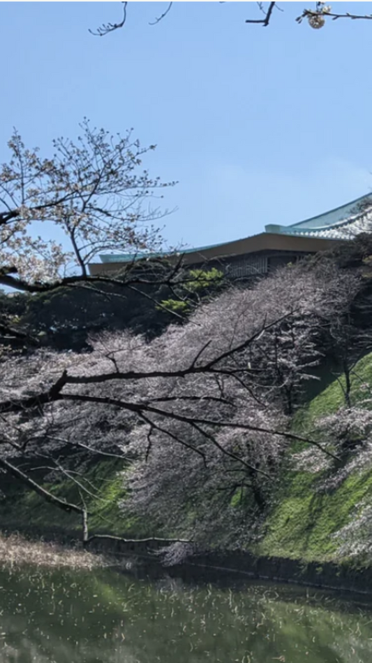 【2026Spring🌸】Tokyo Imperial Palace Higashi Gyoen, Wellness Tour – Walk and Relax (Mar. 8, 2026) – Guided Tour in English