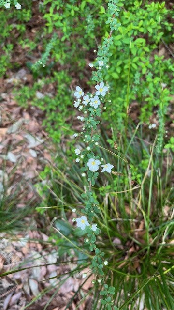 【2026Spring🌸】Tokyo – Garden Art Museum & Nature Education Garden Wellness Tour (Apr. 18, 2026) – Guided Tour in English