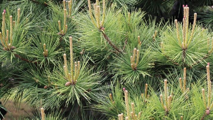 【2026Spring🌸】Tokyo‐ Tsukiji & Hamarikyu, Gardens Wellness Tour with Lunch– Walk and Relax (Mar. 7, 2026) – Guided Tour in English