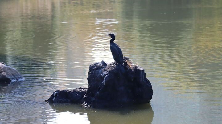 【2026Spring🌸】Tokyo‐ Tsukiji & Hamarikyu, Gardens Wellness Tour with Lunch– Walk and Relax (Mar. 7, 2026) – Guided Tour in English