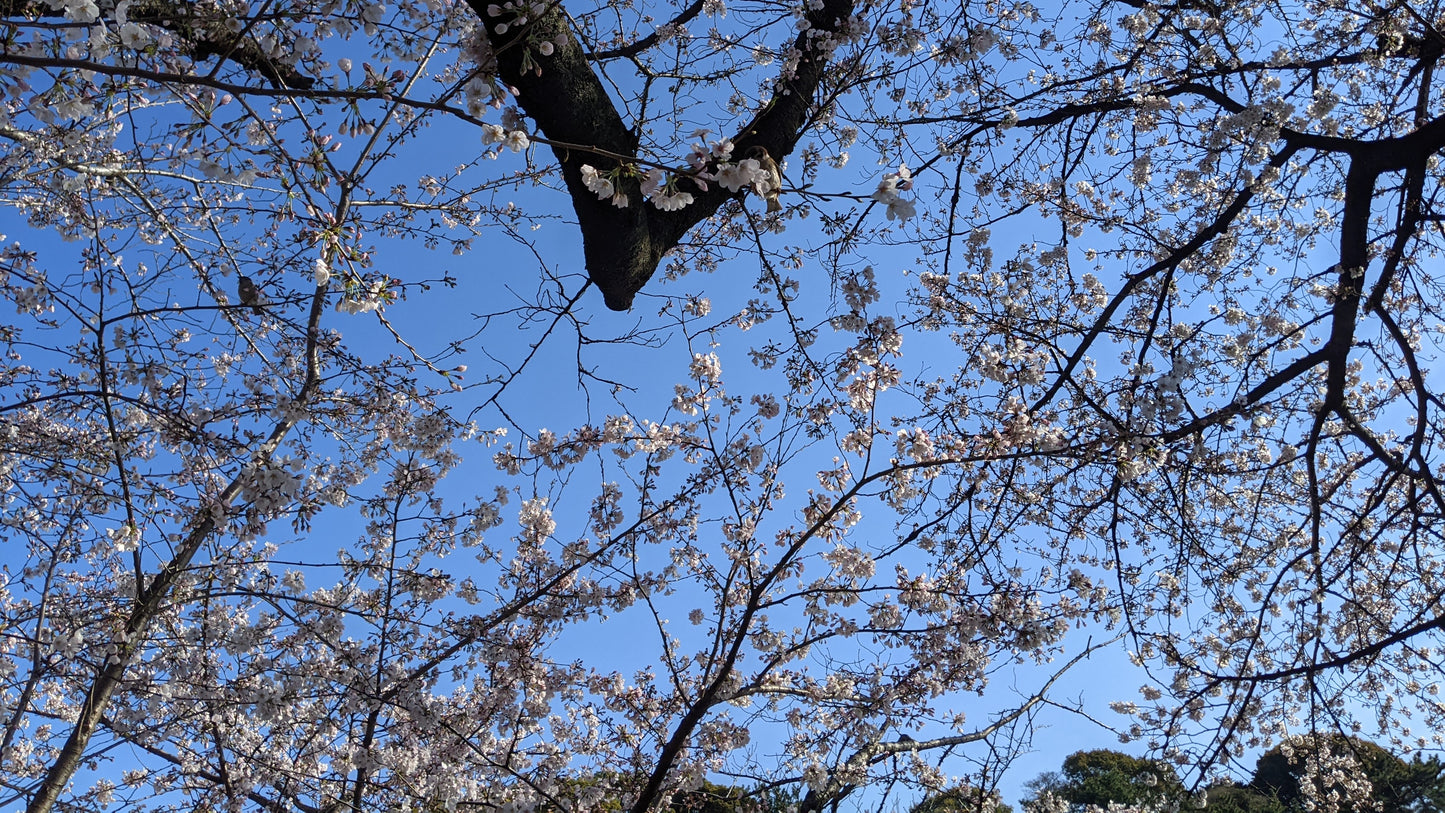 【新着】皇居東御苑ウェルネスツアー