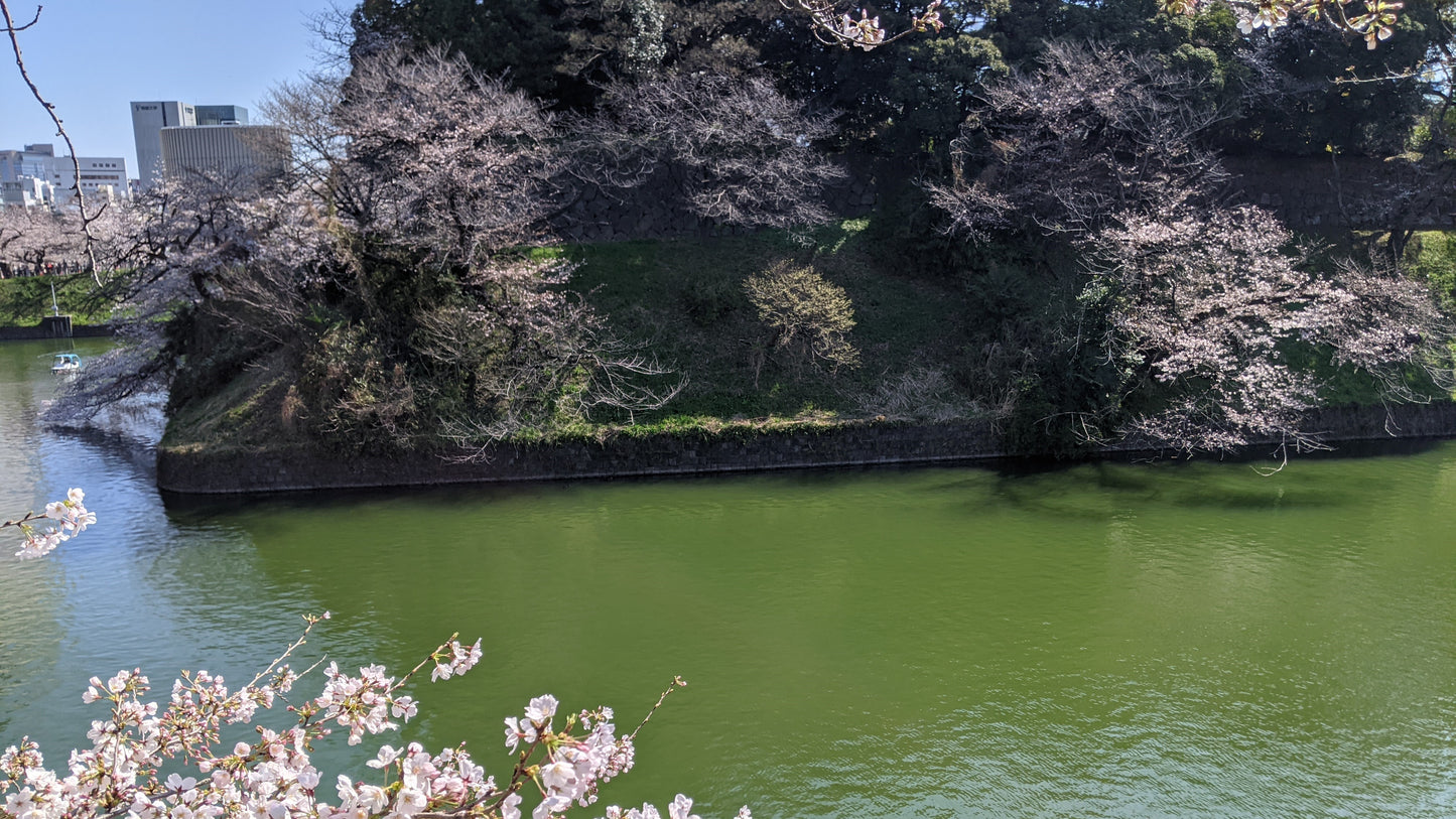 【新着】皇居東御苑ウェルネスツアー