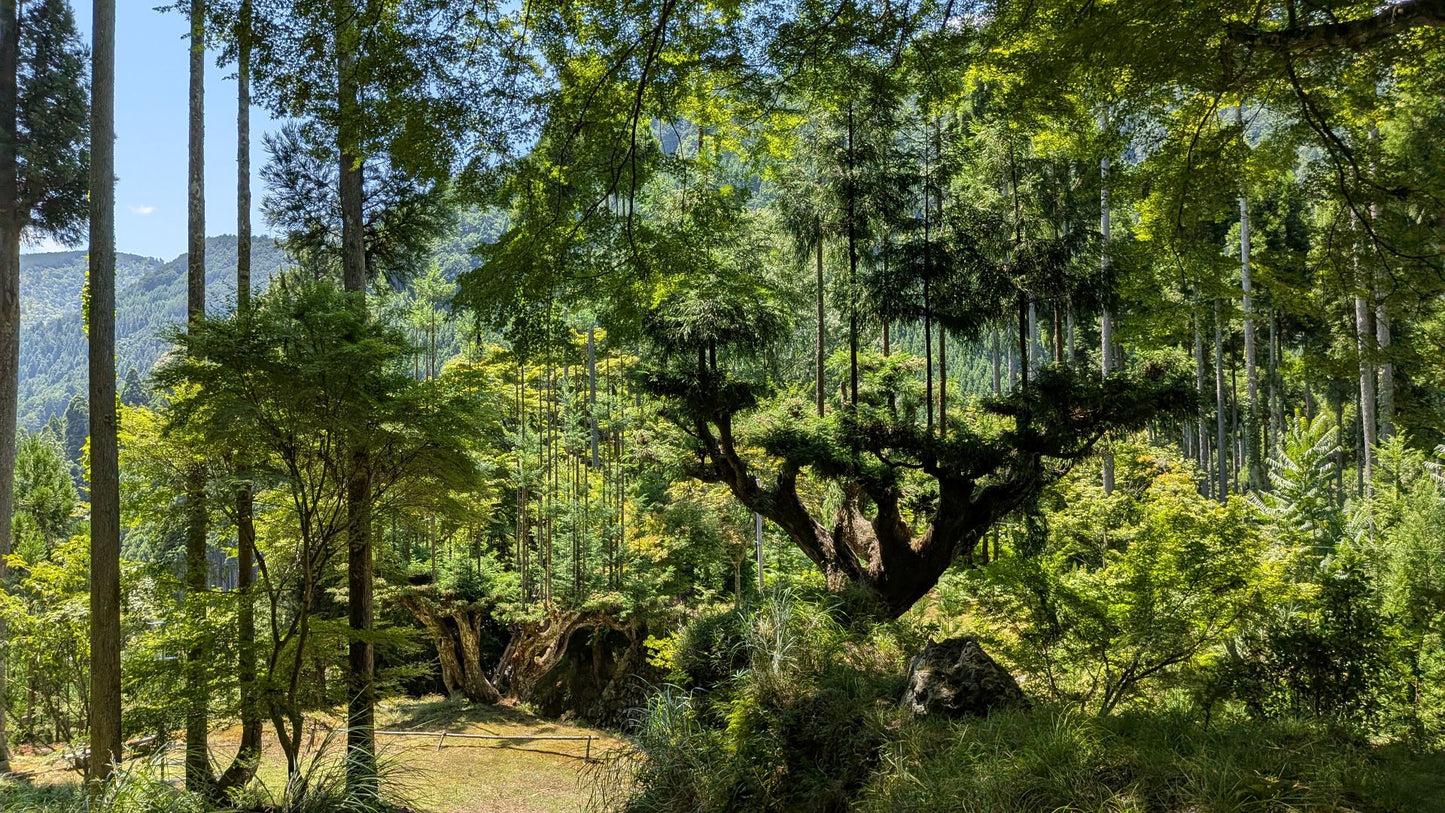 【大阪・関西万博記念ツアー】北山杉の里中川の集落めぐり＆森林浴（日本語ガイド）