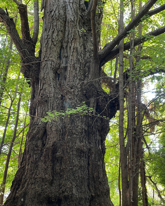 【2026Spring🌸】Hidden Tokyo: A Wellness Experience Through Water, Spirit, and Local Life（May 28, 2026)