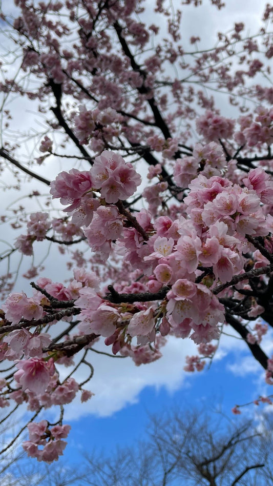 【2026Spring🌸】Tokyo – Oji Wellness Tour: Oji Shrine & Asukayama Park (Mar. 26, 2025) – Guided Tour in English