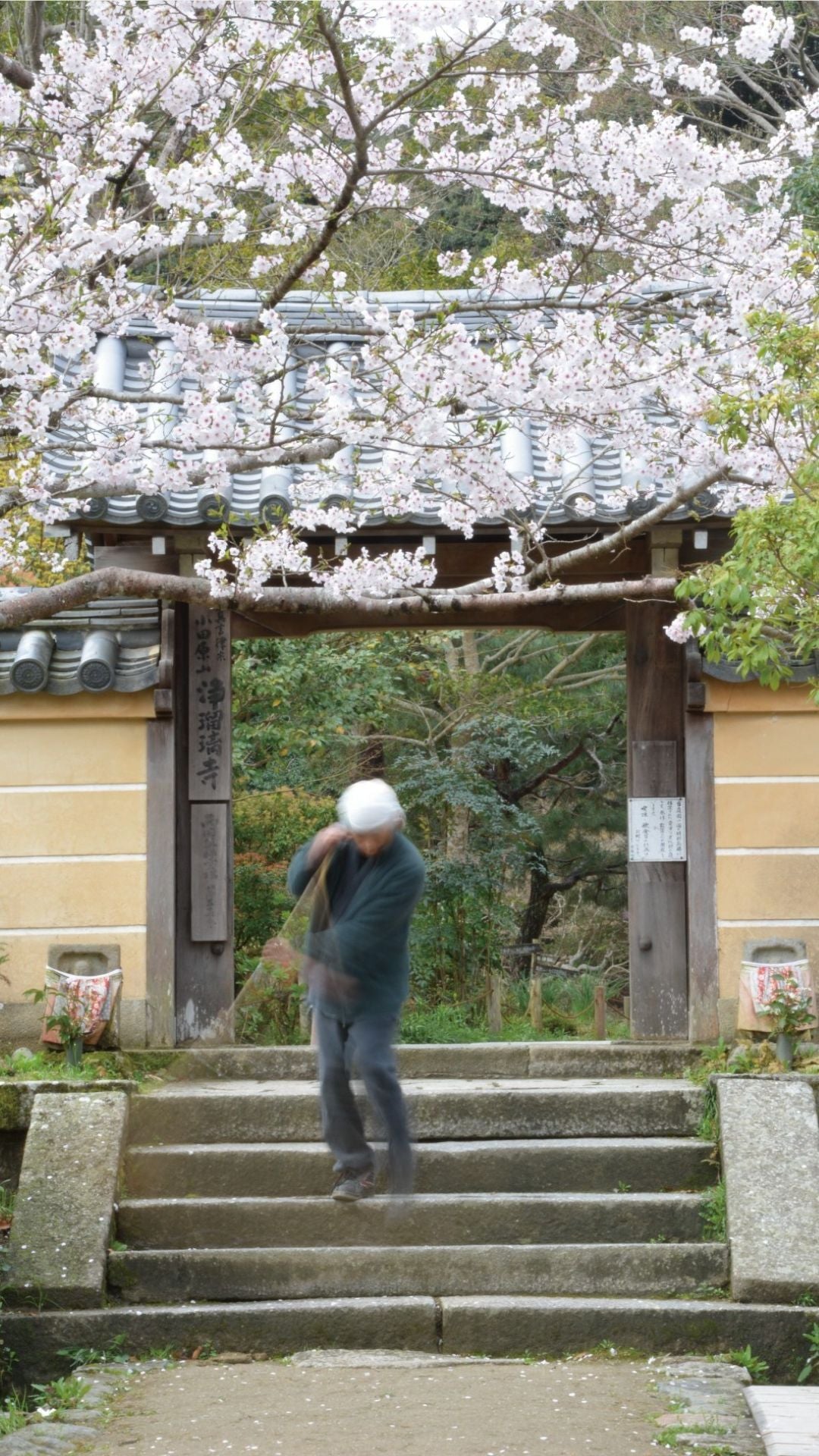 【2026Spring🌸】Kyoto Tea Country : Exploring the Stone Buddhas of Tono with Forest Bathing (Mar. 21, 2026) – Guided Tour (in English)