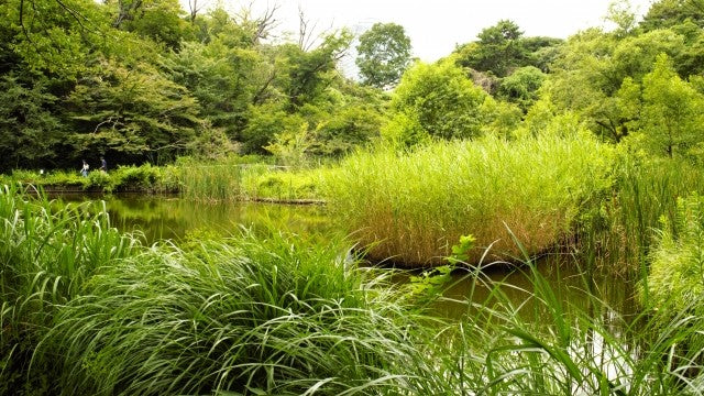 【2026Spring🌸】Tokyo – Garden Art Museum & Nature Education Garden Wellness Tour (Mar. 21, 2026) – Guided Tour in English