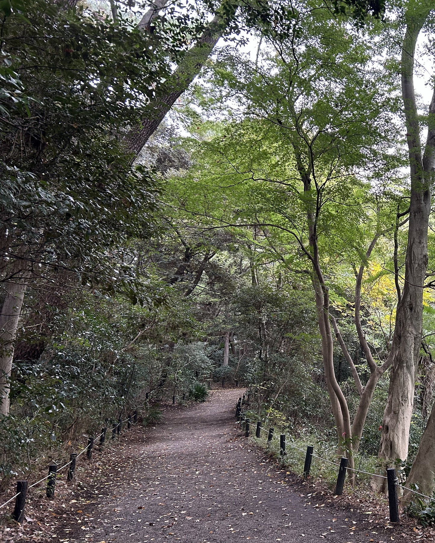 【2026Spring🌸】Institute for Nature Study × Tokyo Metropolitan Teien Art Museum Wellness Experience (May 30, 2026)