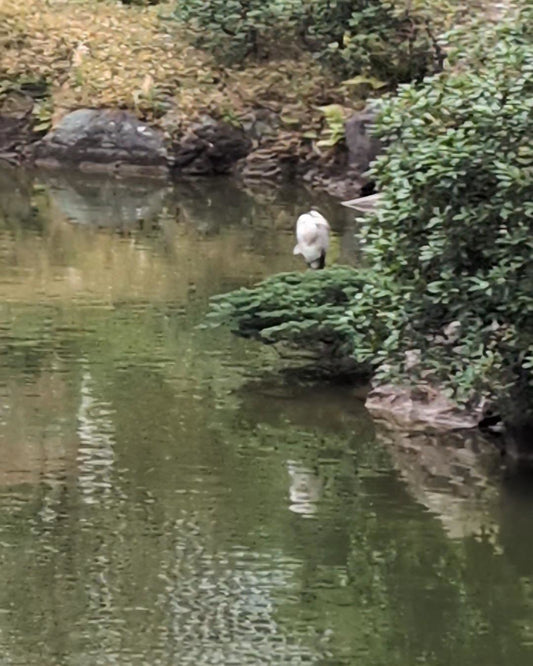 Kyu-Yasuda Garden